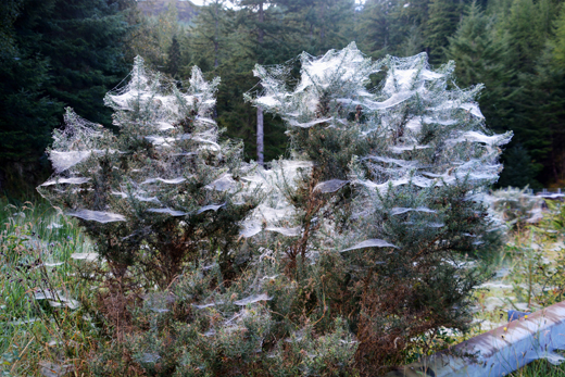 spider web bush