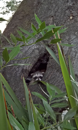 baby raccoon in tree