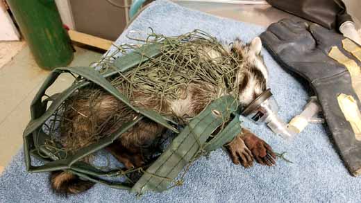Juvenile raccoon tangled in netting, photo by Melanie Piazza, WildCare